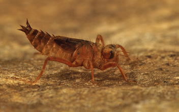 Ladona deplanata, nymph